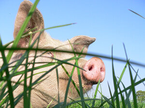 Ein Schwein im Kleegras.