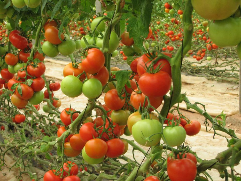 Tomaten für den Frischmarkt - Anbau in marokkanischen Gewächshäusern