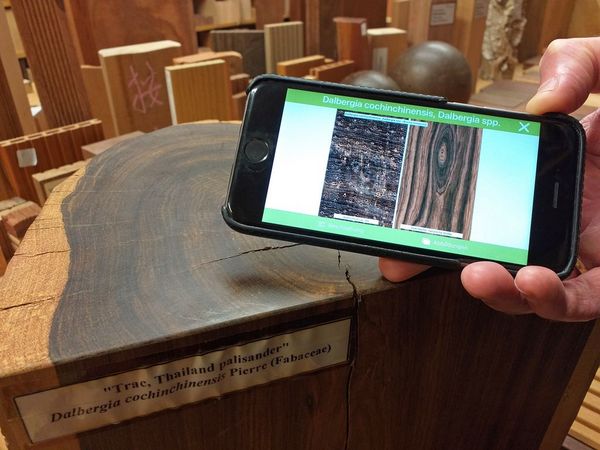 Ein Smartphone mit der CITES-Wood-ID-App wird vor einen Stamm Palisanderholz gehalten.