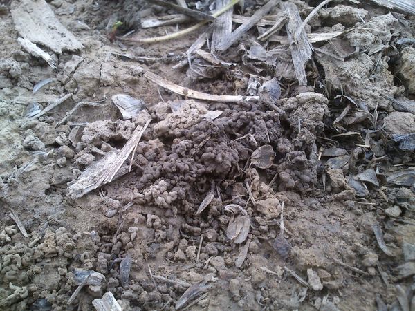 Earthworm casts in an arable field