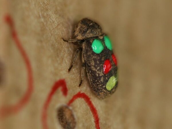 Markierter gescheckter Nagekäfer