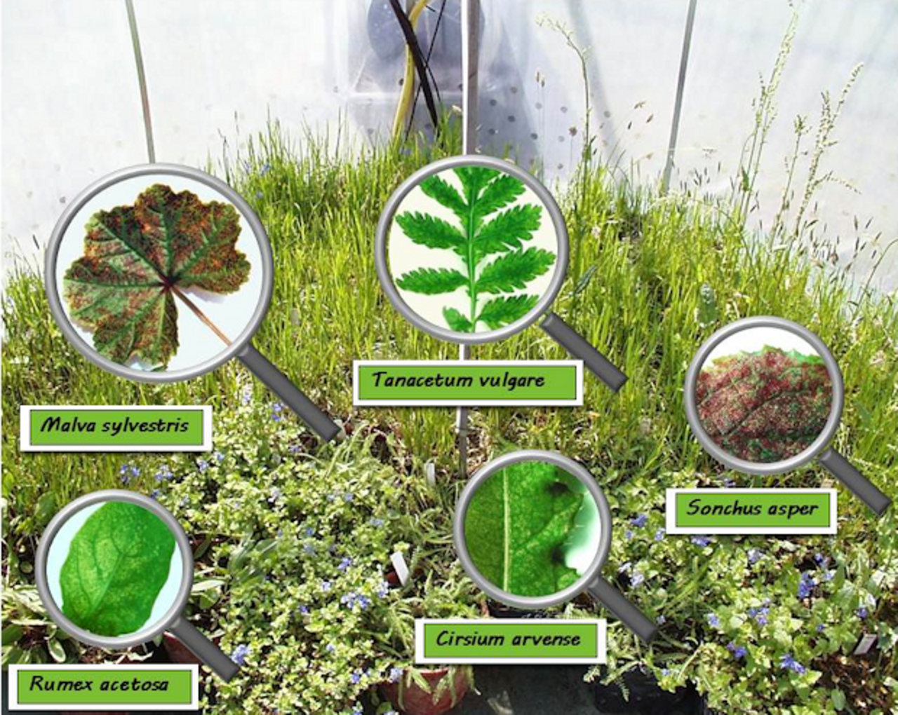 Sichtbare Ozonschäden bei Wildpflanzen