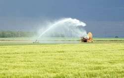 Auswirkung klimatischer Veränderungen auf die deutsche Landwirtschaft und Maßnahmen für Anpassungsstrategien
