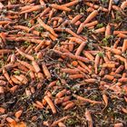 Carrots in the field (&copy;&nbsp; Eberhard Spaeth/Stock.Adobe.com)