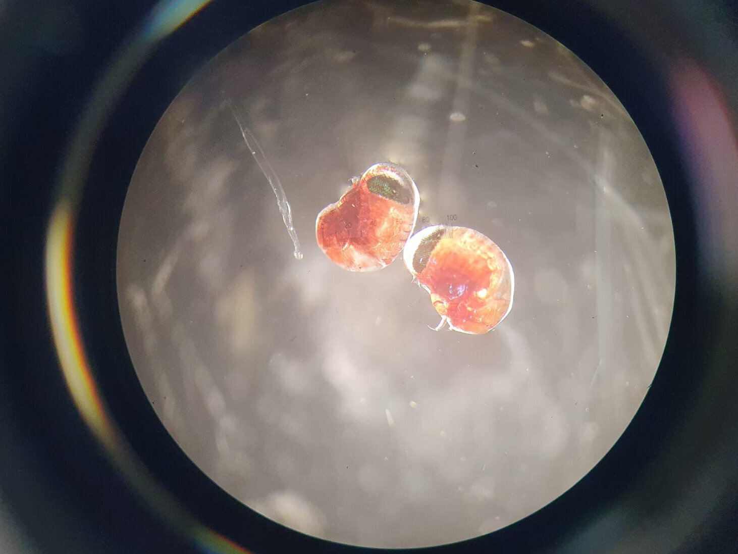 Small Amphipodes Small Amphipodes.