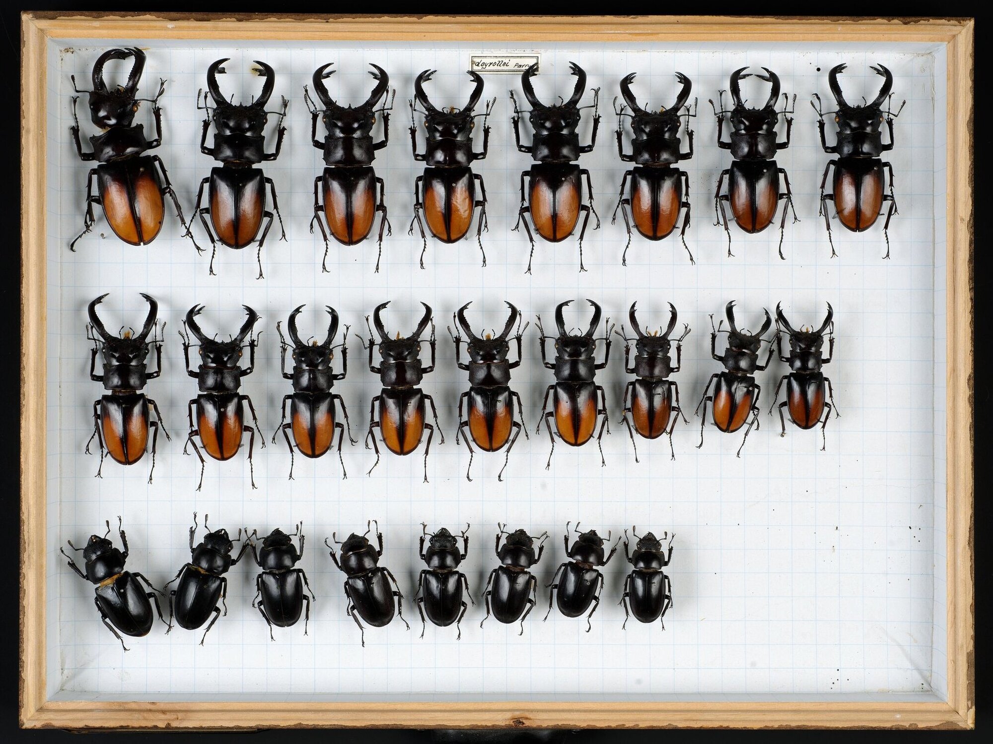 Viele verschiedengrroße Hirschkäfer in einer Box hinter Glas