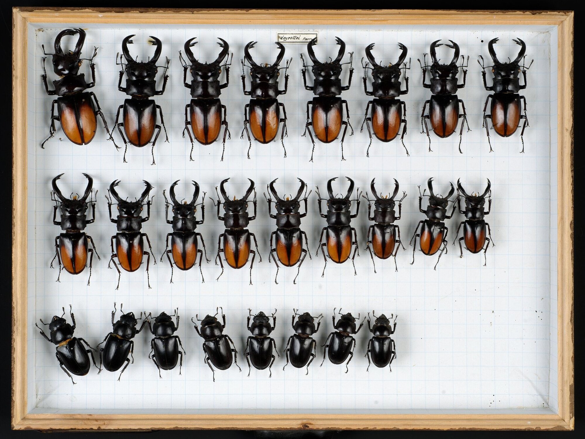 Viele verschiedengrroße Hirschkäfer in einer Box hinter Glas