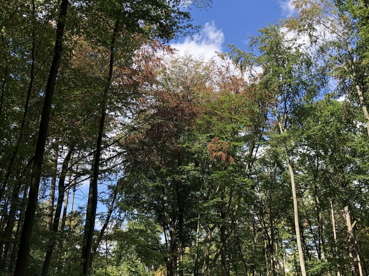 Blick in die Kronen von Buchen mit Verlichtungen und Trockenheitsschäden.