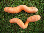 zwei krumme Möhren auf einer Wiese
