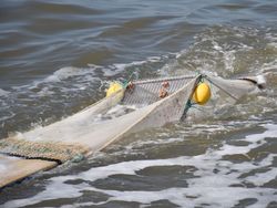 Neues Sortiergitter zur Beifangreduktion in der Krabbenfischerei