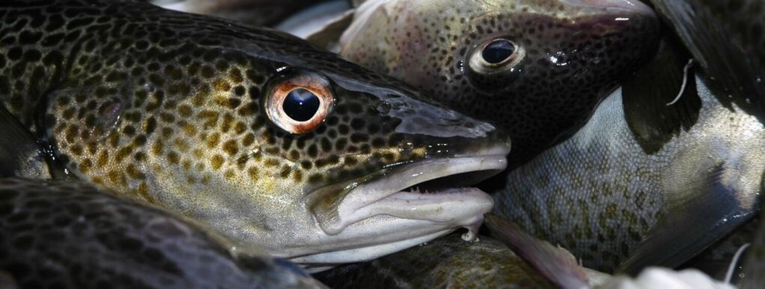 Dorsche aus einem Fang.