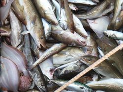 Probleme bei gemischten Fischereien