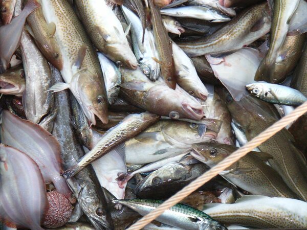 Typical catch of different fish species from mixed fisheries Verschiedene Fischarten nach dem Fang