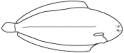 Eine Zeichnung einer Seezunge