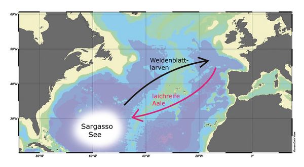 Eine Karte zeigt die Wanderung der Aale in die Sagasso See und zurück