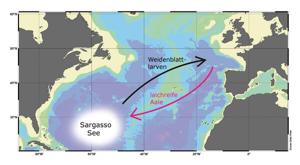 Eine Karte zeigt die Wanderung der Aale in die Sagasso See und zurück