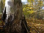 In the foreground you can see a dead tree stump, behind it a leafy autumn forest with young trees