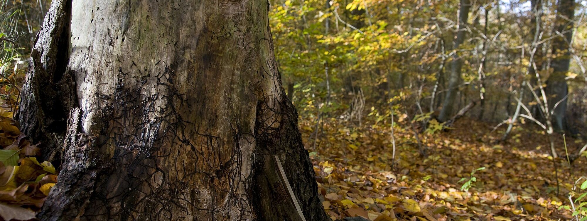 In the foreground you can see a dead tree stump, behind it a leafy autumn forest with young trees
