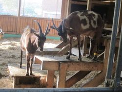 Animal welfare in goat keeping