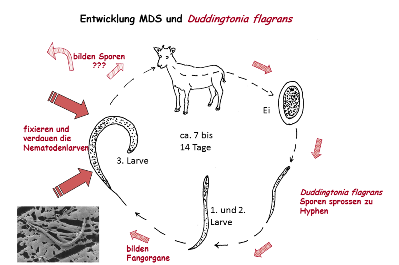 Mikropilzhyphen fixiert eine Nematodenlarve