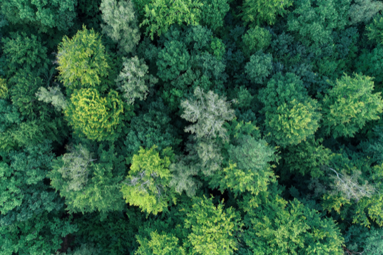 Ein Blick von oben auf die Kronen einiger Waldbäume, einige Kronen sind graugrün und sehen kahl aus