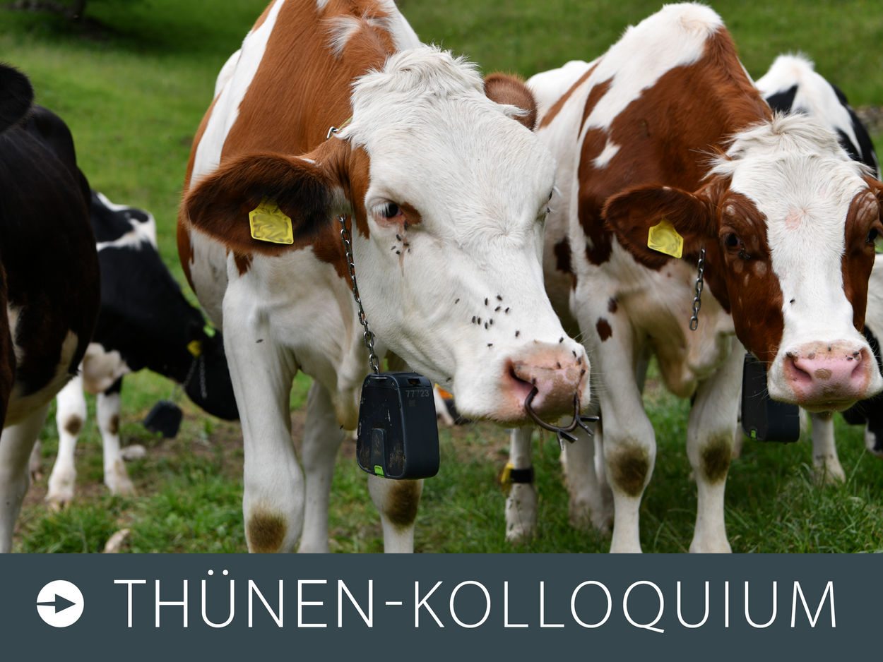 Zwei Kuhköpfe schauen neugierig in die Kamera.