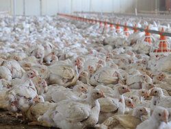 Die Situation in der Geflügelhaltung