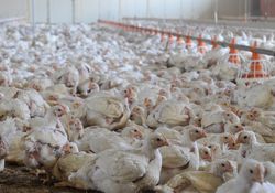 The situation in poultry keeping