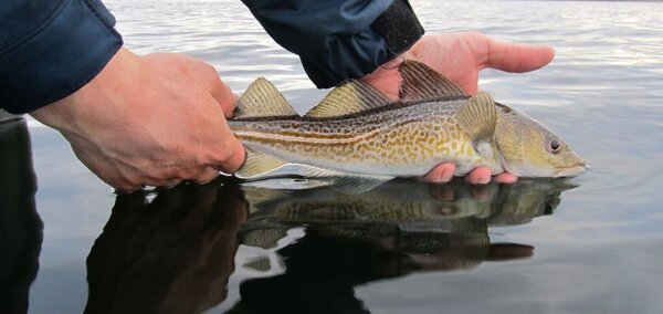 Ein geangelter Dorsch wird zurückgesetzt.