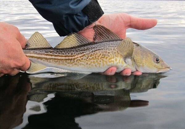Ein geangelter Dorsch Ein geangelter Dorsch wird zurückgesetzt.