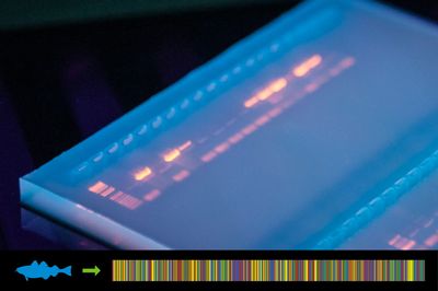 Gelbild, auf dem verschiedene DNA-Banden leuchtend auf blauem Untergrund zu sehen sind. Am unteren Rand des Bildes befindet sich ein farbiger Strichcode.