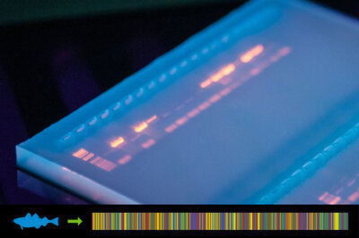 Gelbild, auf dem verschiedene DNA-Banden leuchtend auf blauem Untergrund zu sehen sind. Am unteren Rand des Bildes befindet sich ein farbiger Strichcode.