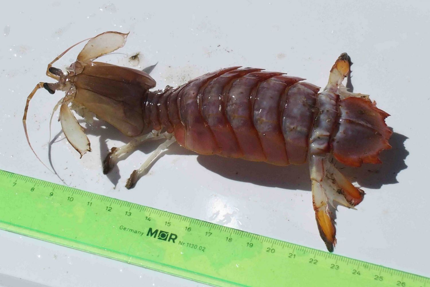 Ein Fangschreckenkrebs, rund 17 cm lang.