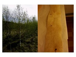 Qualitäts-Klone bei Sand-Birke und Robinie