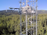 Das Foto zeigt einen mit Instrumenten bestückten Messturm, der aus einem Nadelwald herausragt.