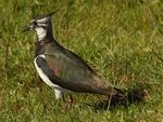 A lapwing in close-up