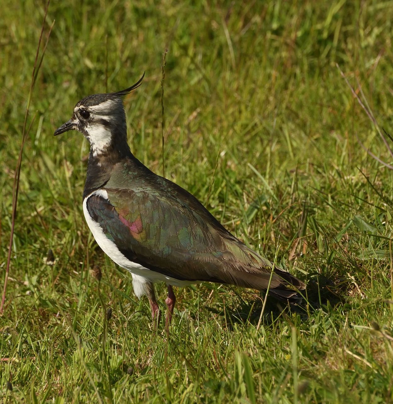A lapwing in close-up