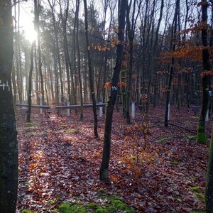 Buchenbestand in Herbstfärbung auf der Inetnsivmonitoringfläche Britz