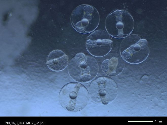 Makrelen- und kleinere Stöckereier mit sich entwickelnden Embryonen unter dem Binokular