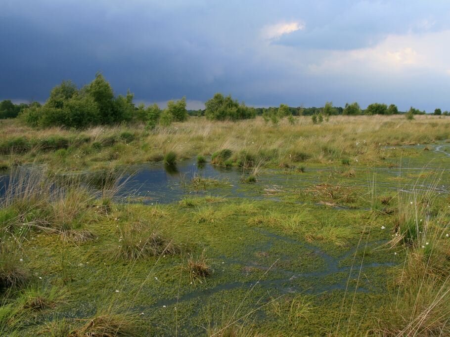 Wiedervernässte ehemalige Torfabbaufläche