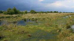 Water quality in bog peatlands in Lower Saxony (Germany)