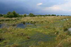 Water quality in bog peatlands in Lower Saxony (Germany)