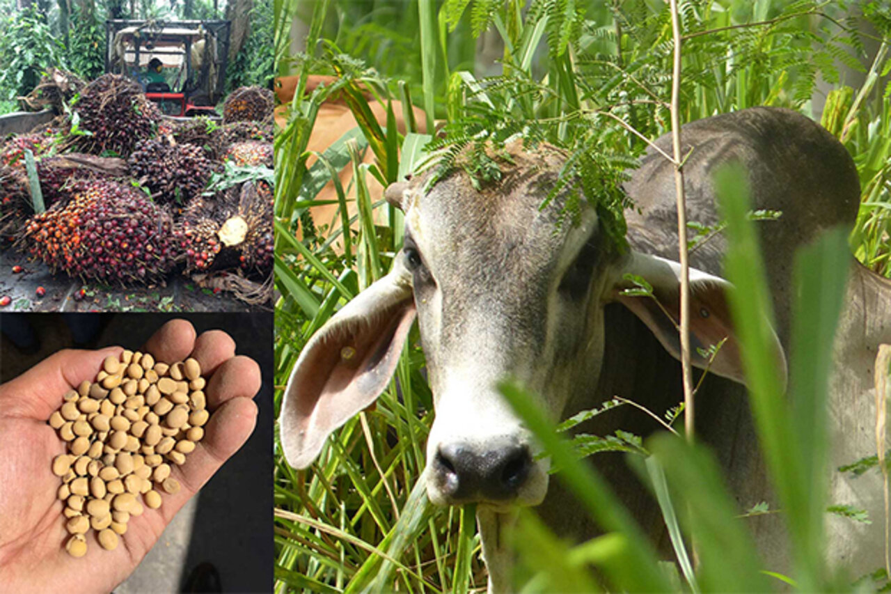 Rind, Palmöl und Sojabohnen