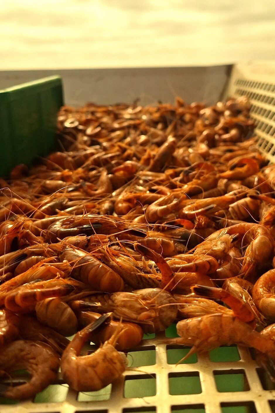 Gekochte Garnelen