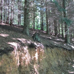 Waldboden unter einem Douglasienbestand