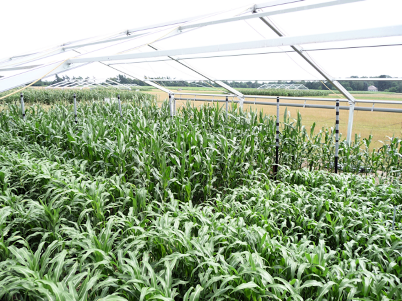 Plots with maize and different sorghum cultivars within a FACE (free air CO2 enrichment) ring combined with rain shelter for simulation of summer drought