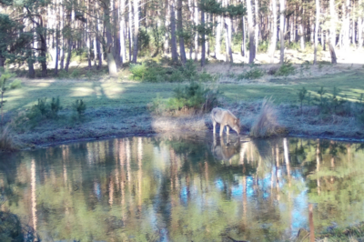 Fotofallenbild aus der Schorfheide - ein Wolf trinkt an einem Teich.