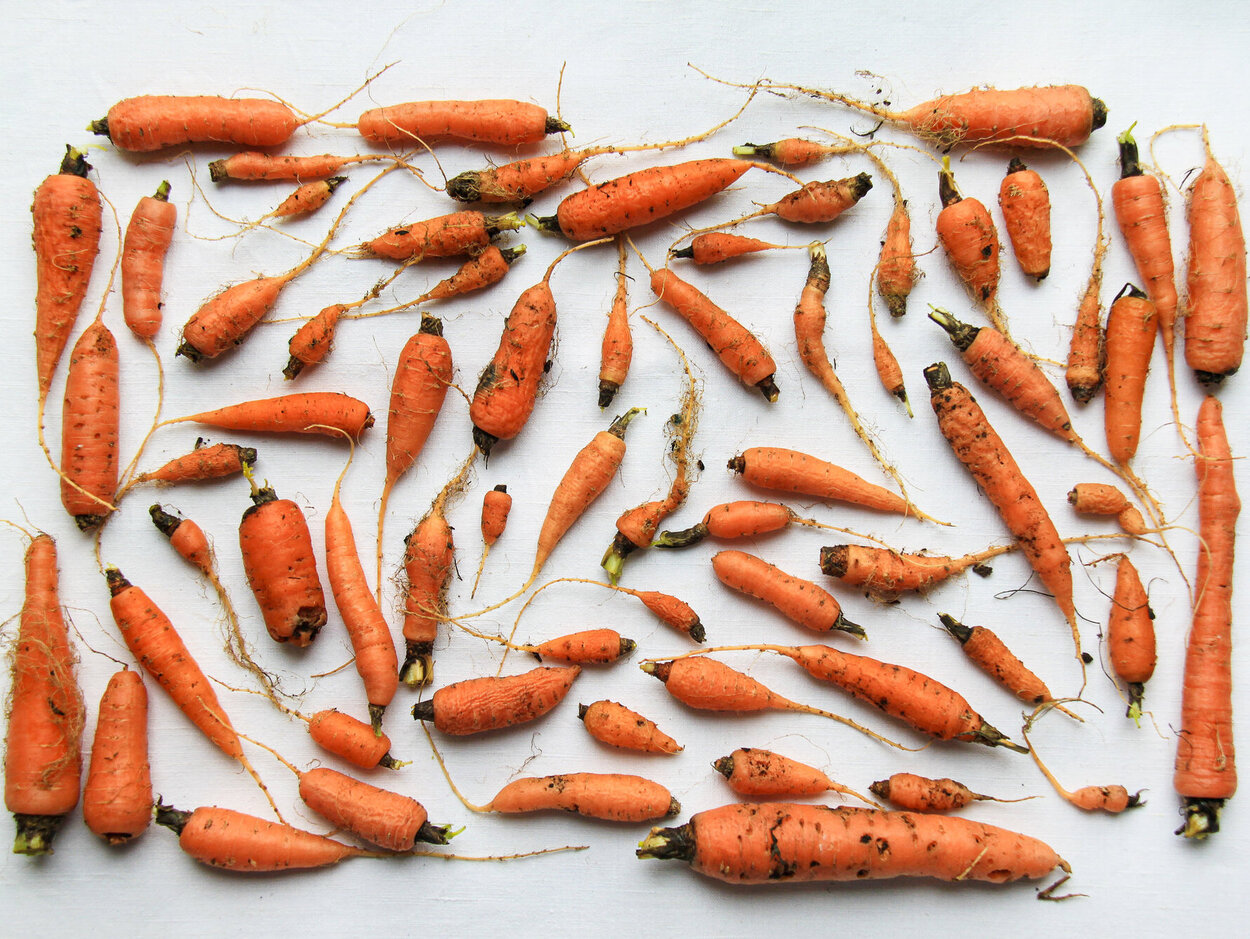 Many carrots of different sizes and colors aesthetically arranged in a rectangle.