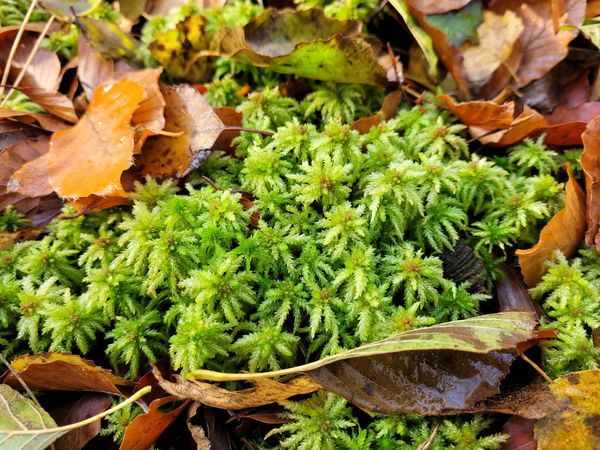 [Translate to English:] Peatmosses (Sphagnum palustre) at the ground of the forest next to beech (Fagus sylvatica) and alder (Alnus glutinosa) leaves