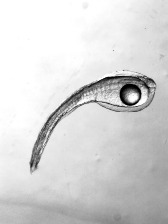 Klicken für eine Vergrösserung